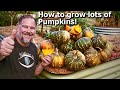 5 Tips How to Grow Ton of Pumpkins at Home