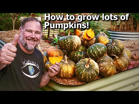 Video: Pumpkins Grow On Pumpkins