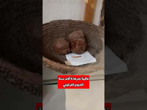 فاكهة عمرها ٤ آلاف سنة الدووم الفرعوني اللي لسه موجود لحد النهارده