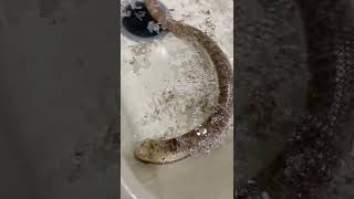 What does a European Glass Lizard look like?
Leo, our Legless Lizard, loves to swim and soak, and this is what it looks like when he sheds!
https://scalyadventures.com/
©2022 Scaly Adventures / All Rights Reserved
#scalyadventures What does a European Glass Lizard look like?