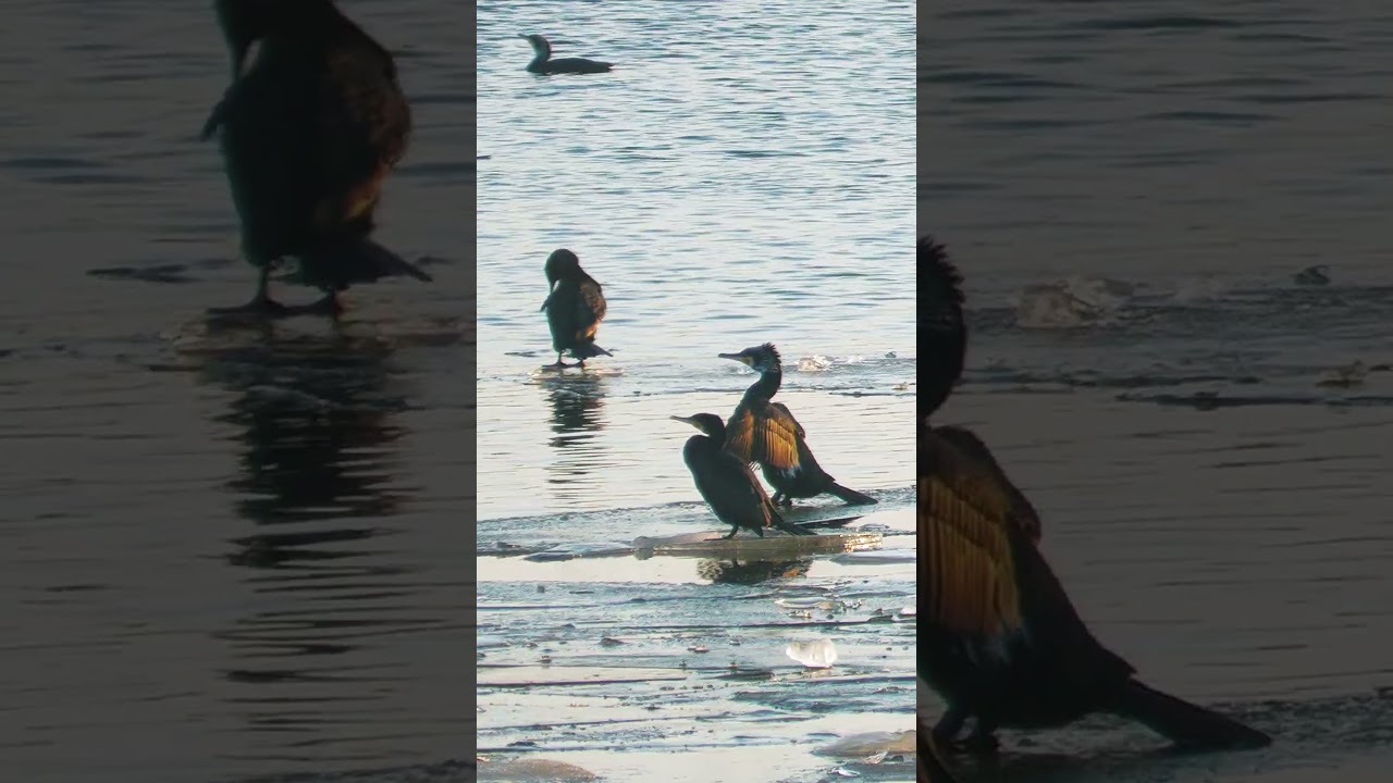 A cormorant flapping its wings