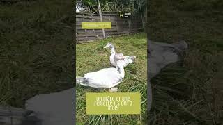 Canards Barbarie Mâle Femelle