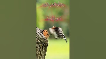 surah ikhlas,MASHALLAH subhanallah beautiful voice #سورة_الإخلاص #islamicreminder #allah #ikhlas