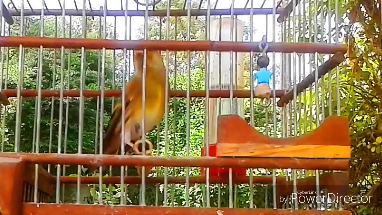 بندوف رعد مساء لغة شامية  تعليم   2016