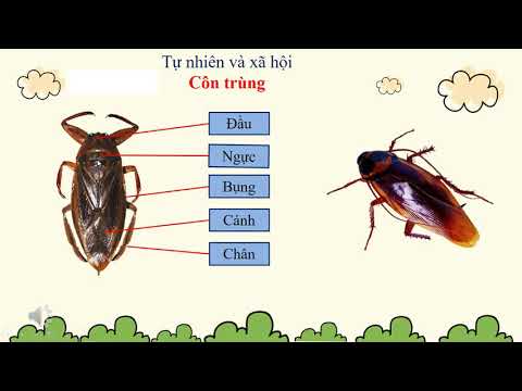Video Tự nhiên xã hội 3 - CÔN TRÙNG - YouTube