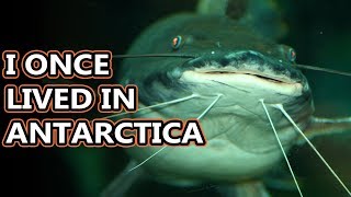 Catfish Facts Less Cat, More Fish Animal Fact Files