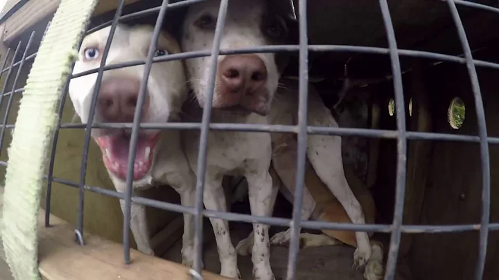 New zealand backyard pig hunt scout