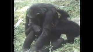 Chimp vs. Baboon