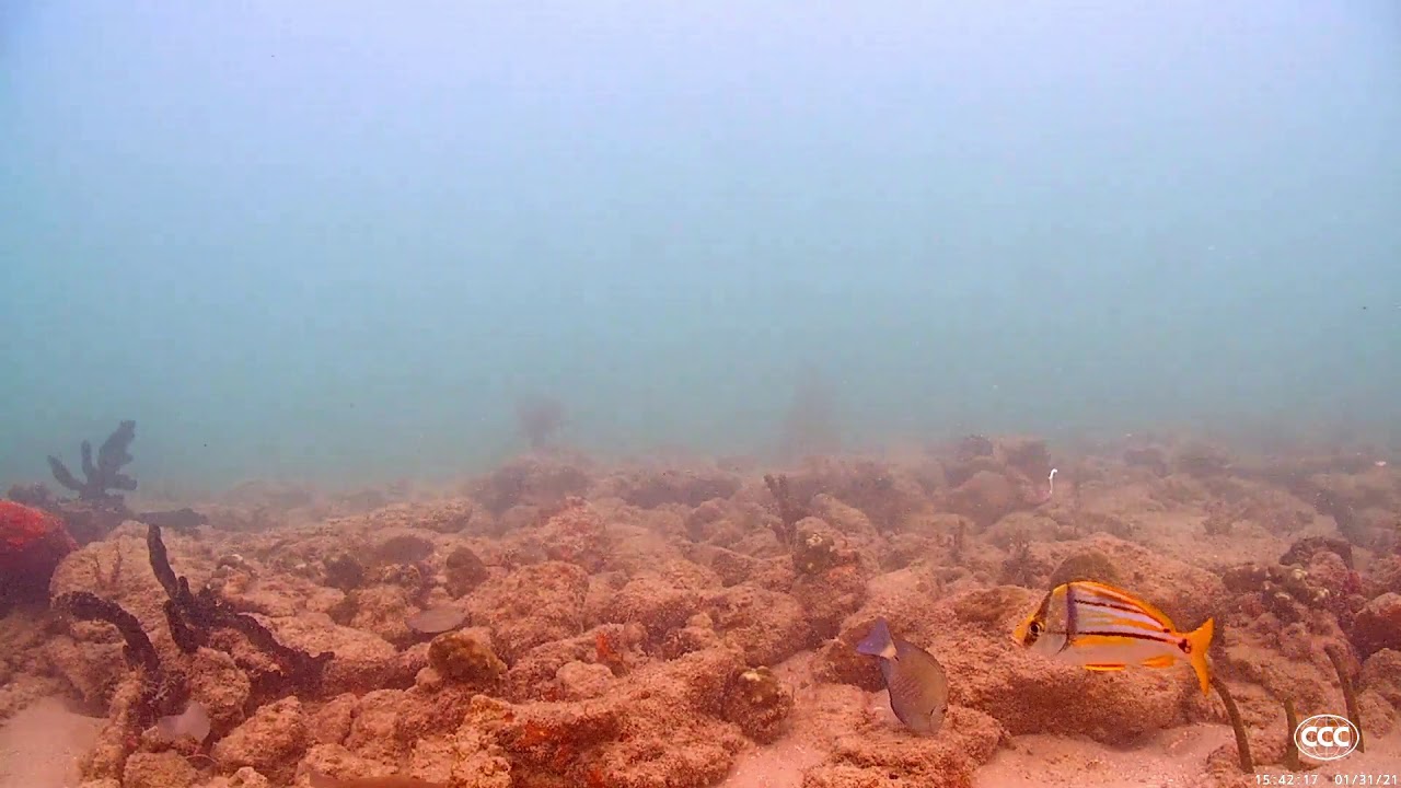 Juvey Porkfish Piglet 31 Jan 2021 CCC