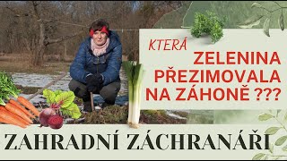 Jak Uchovat Zeleninu Přes Zimu Přímo Na Záhonu?