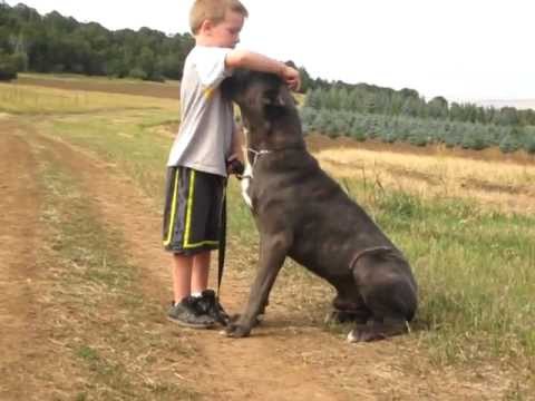 cane corso kid friendly