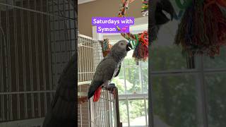Saturdays with Symon💕Sorry it’s so short🫪 #funnyparrot #parrot #hello #birds #talkingparrot #cag