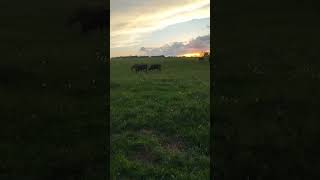 #cattle #brangus #beef #farmlife #herd