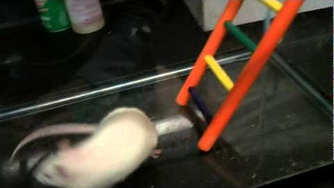 First step to behavior shaping