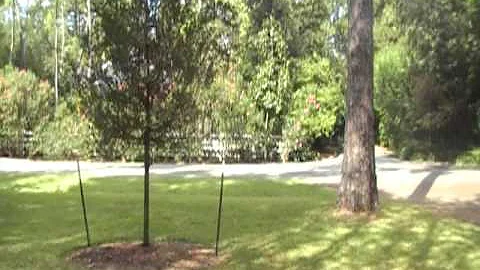 Arborist Gene Basler examines live oak 1 year after planting Proper Tree Care