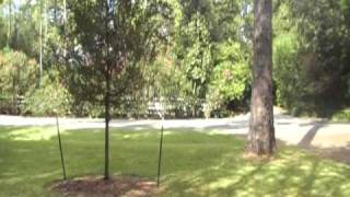 Famous Arborist Gene Basler examines live oak 1 year after planting Proper Tree Care Wealth