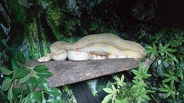 Our newest rescue, Ssssamuel L Jackson the snake on a plain!