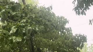 Thunderstorm, Seneca, SC, 1900 hrs., Friday 17 July 2026, 87° F, 60%, WNW 12-20, ceiling unlimited 