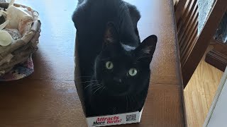 Andy Cats Sickness Treat Time