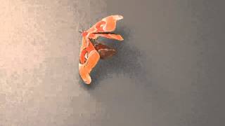 Moth Animation
