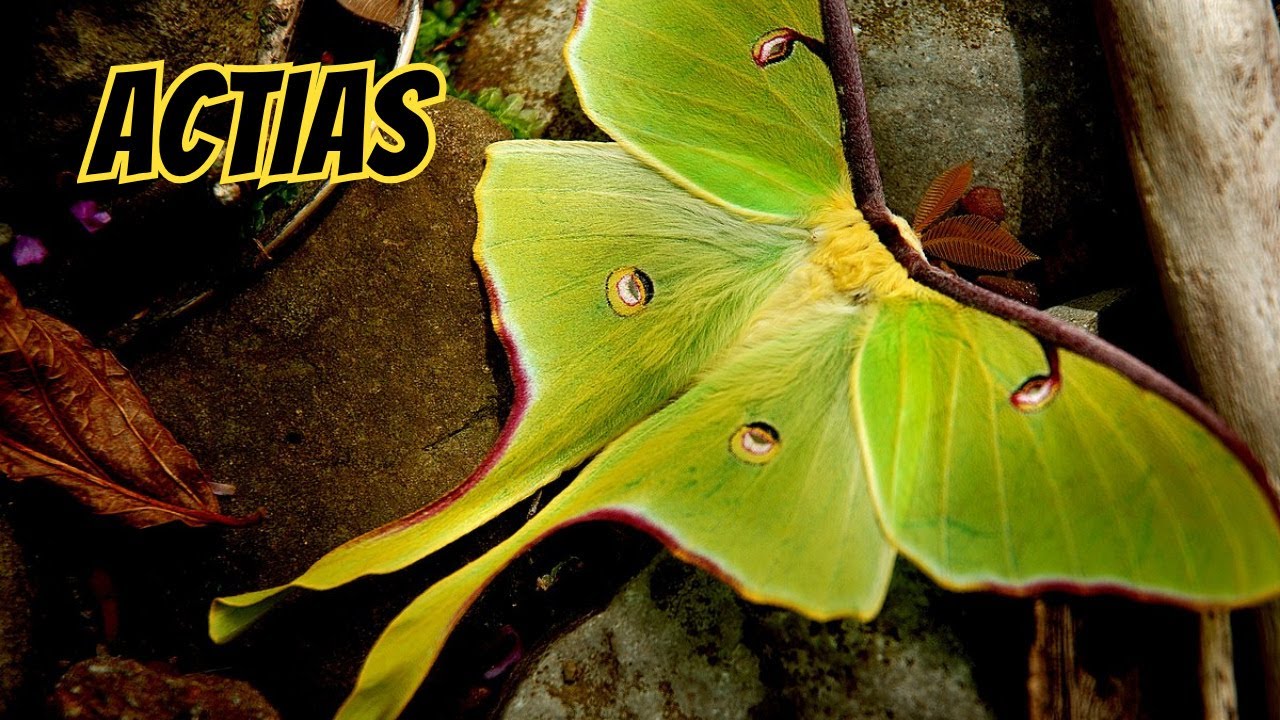 Actias Insect Species Facts & Information