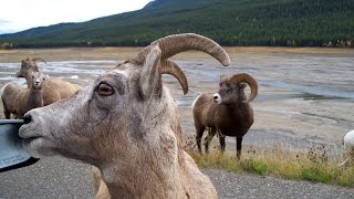 Amazing Jasper, Alberta: Tour of Jasper National Park, Canada