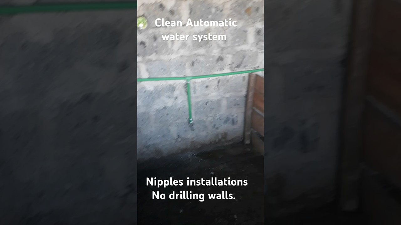 How to install automatic pig nipples in a simple way