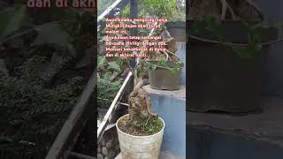 Barisan sakura mikro #bahanbonsai #bonsai #belajarbonsai #shorts