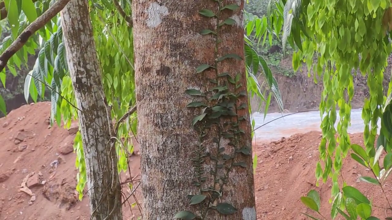 Ailanthus malabarica