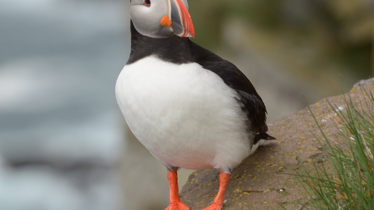 Látrabjarg, birds cliff,puffins, Westfjords, Iceland — Latrabjarg — video poster