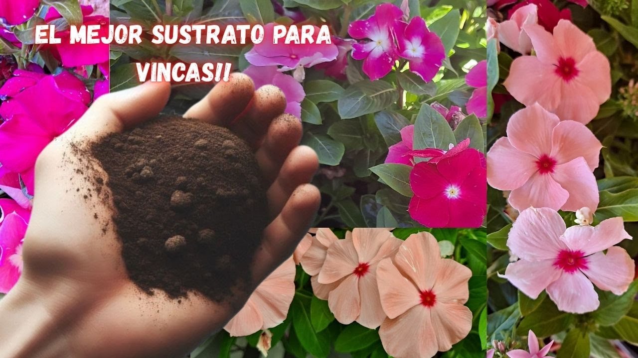 Cómo Preparar el Mejor Sustrato para  Vincas y otras Plantas  para un Crecimiento Rapido