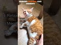 Ranking Enjoying Cats Moments