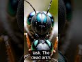 Ant Graveyards
