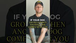 If Your Dog Growls When Another Dog Comes Near You, Watch This