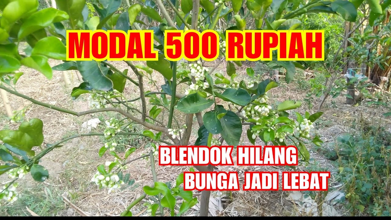 CARA MENGATASI BLENDOK PADA POHON JERUK.CARA MEMBUAT LEBAT BUNGA POHON JERUK