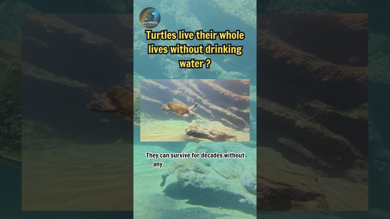 Turtles' Shocking Water Secret Revealed! 