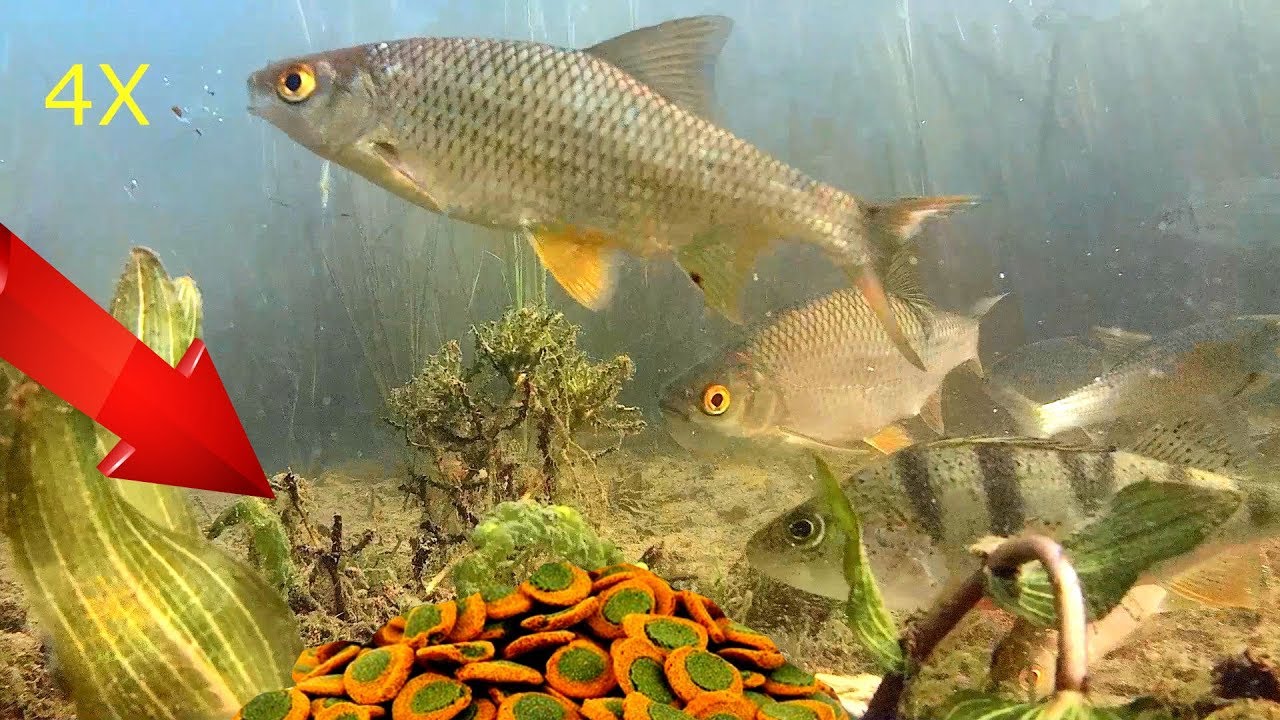 Корм фасованный для аквариумных рыб Sera Wels Catfish and pleco