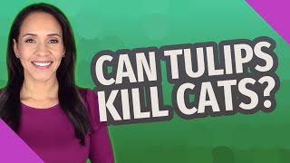 Can tulips kill cats?