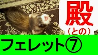フェレット⑦　殿（との）　ferret