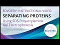 Separating Proteins using SDS Polyacrylamide Gel Electrophoresis