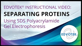 Separating Proteins using SDS Polyacrylamide Gel Electrophoresis Separating Proteins using SDS Polyacrylamide Gel Electrophoresis