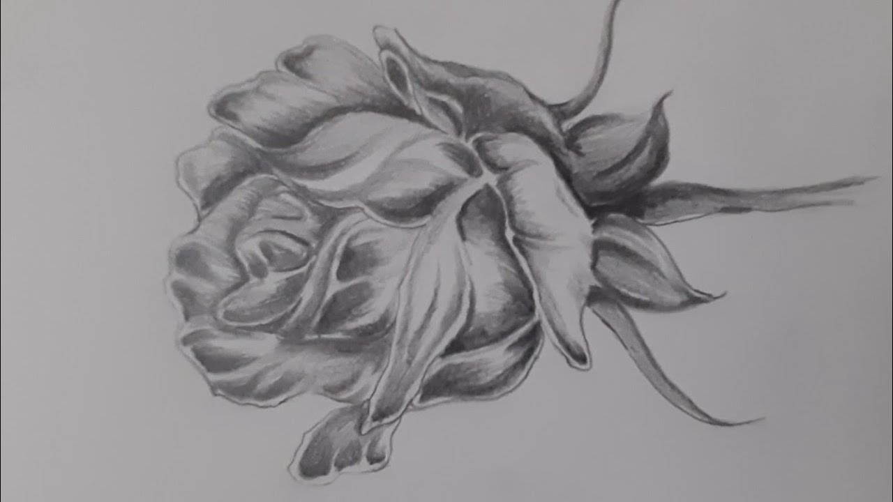Pencilshading How To Draw Rose Flower With Pencil And Graphite Shading Youtube Roses Drawing Drawings Pencil Shading