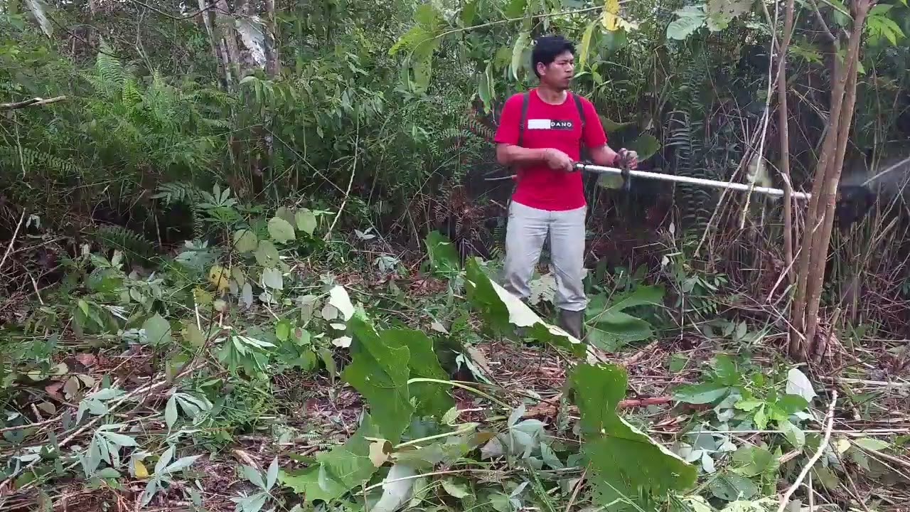 POTONG RUMPUT DAN SEMAK BELUKAR. #mesinpotongrumput #perkebunan #hutan #pertanian 