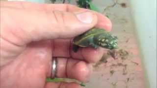 Rare Baby Turtle Collection