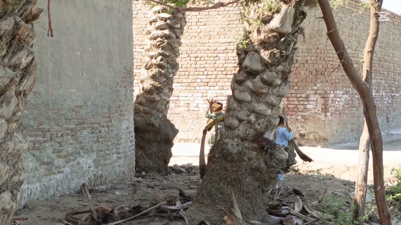 Cleaning the Dates trees 🌴🌴 