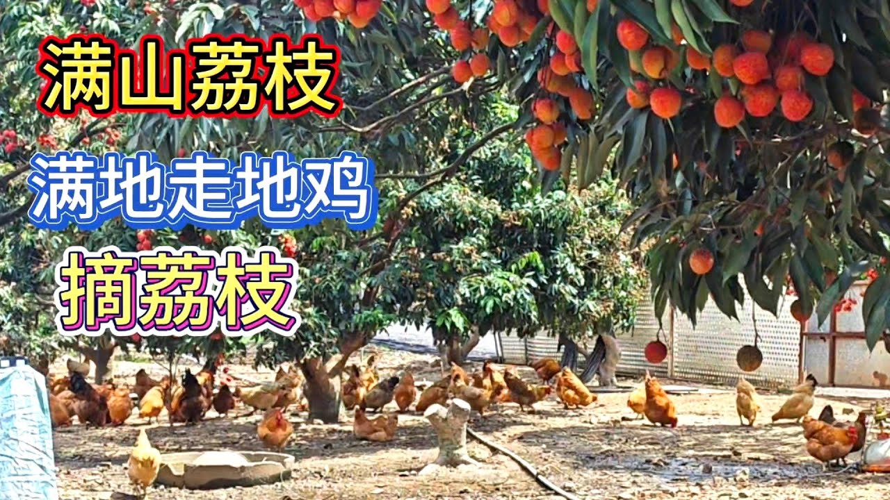 荔枝园的农庄 一边摘荔枝一边吃果园鸡 - YouTube