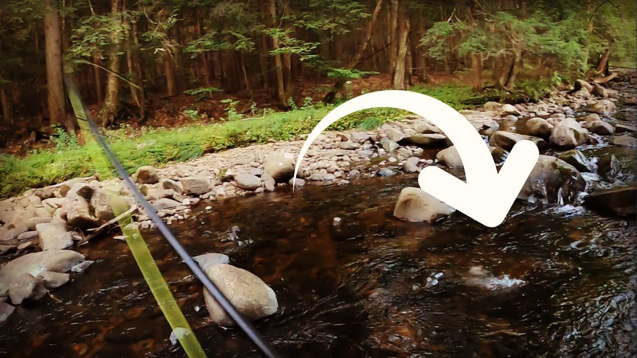 Adirondack Lake Tributary Fly Fishing - Wild Trout!
