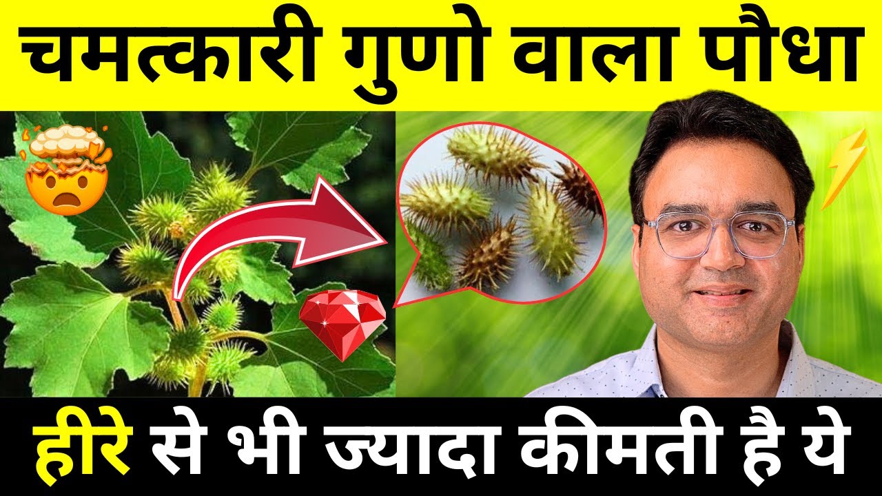 लाखों की दवाइयाँ भी फेल है इस जंगली पौधे के सामने, मिल जाए तो छोड़ना मत | Healthy Hamesha