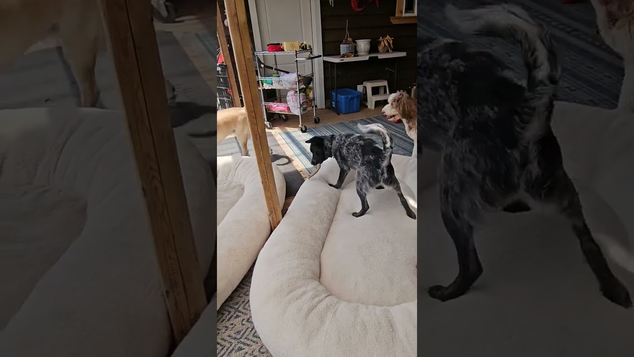 The Ball Is Life: A Doodle’s Tragedy In Three Barks #pets #puppy #doglife