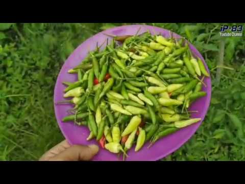 Panen Cabe Rawit Buahnya Banyak 